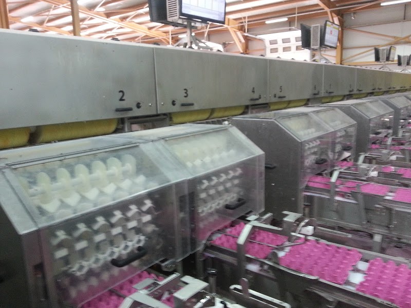 Gödene selet tavuk çifligi